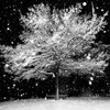 Snowy Tree