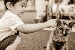 Play with a cat