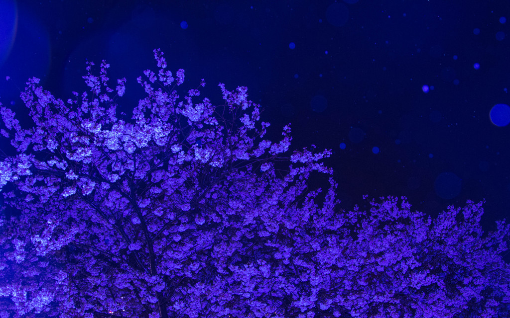 SAKURA Stardust