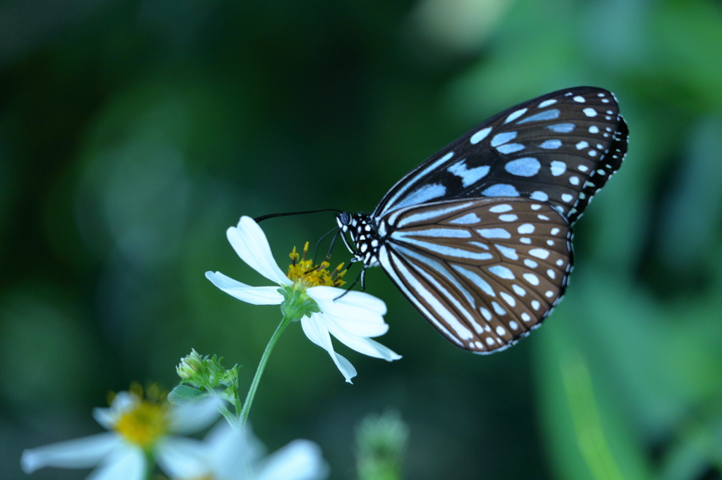 Flower nectar