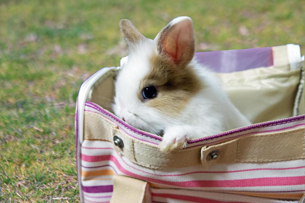 HELLO