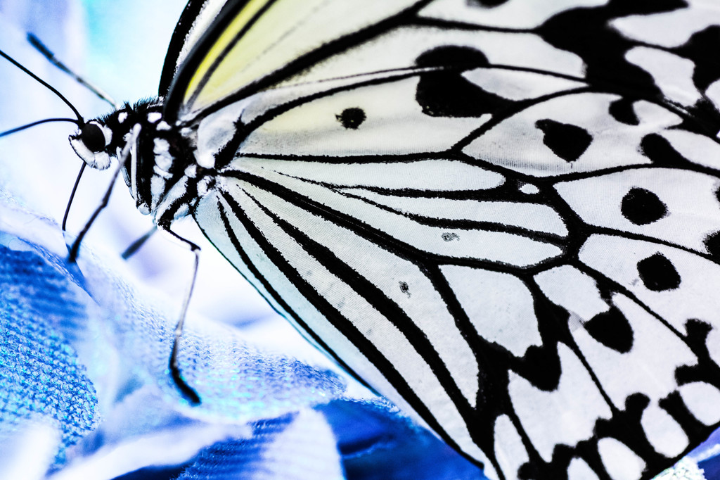 Attractive wings