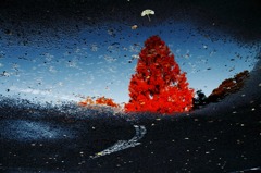 Rainy streets and the red tree.