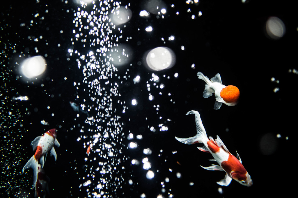 goldfish bowl
