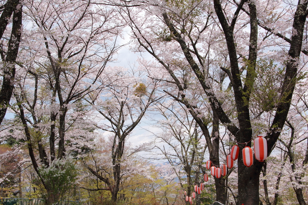 高速から見える桜の公園