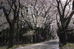 真原　並木