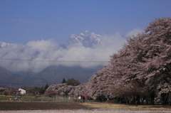 甲斐駒と桜並木