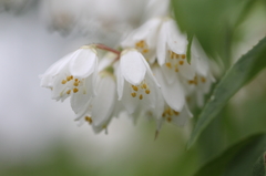 ウツギ（卯の花）
