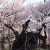 神代桜