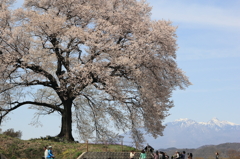 わに塚の桜