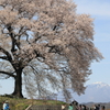 わに塚の桜
