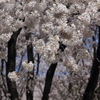 咲きほこる
