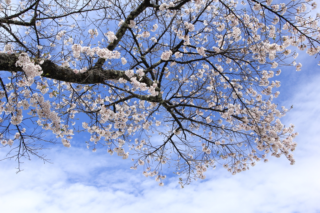 空に向かって
