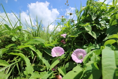 夏に咲く花