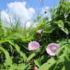 夏に咲く花