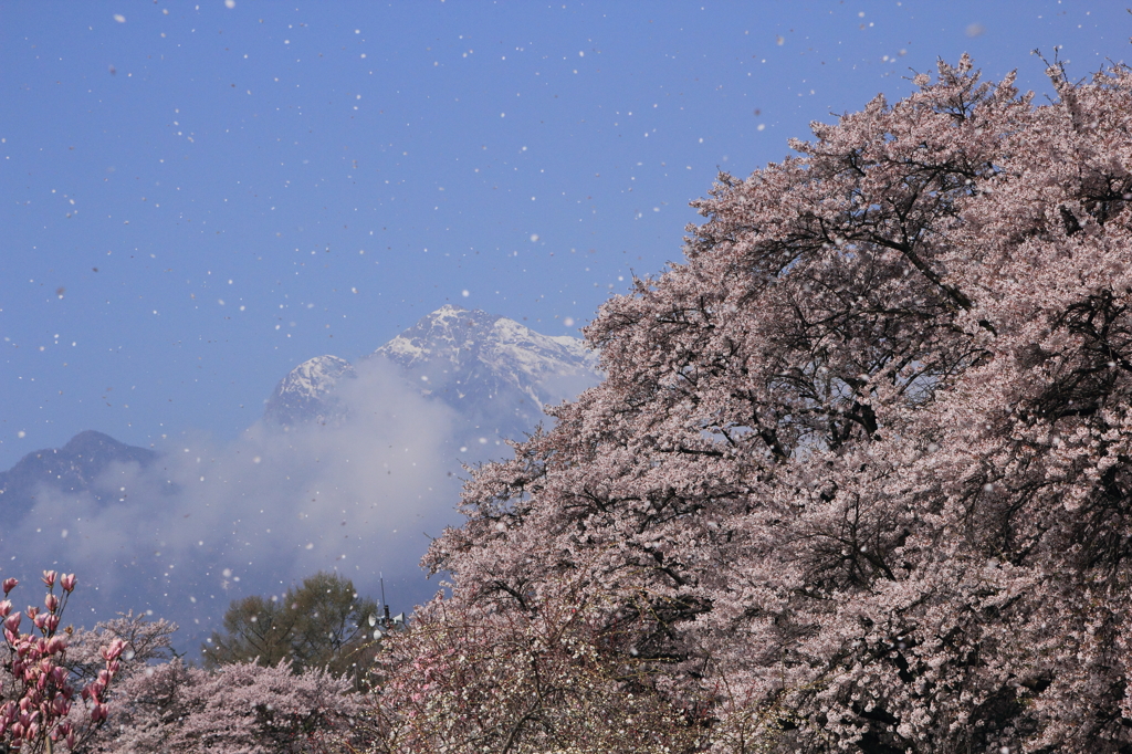 桜の吹雪