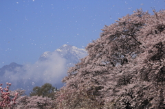 桜の吹雪