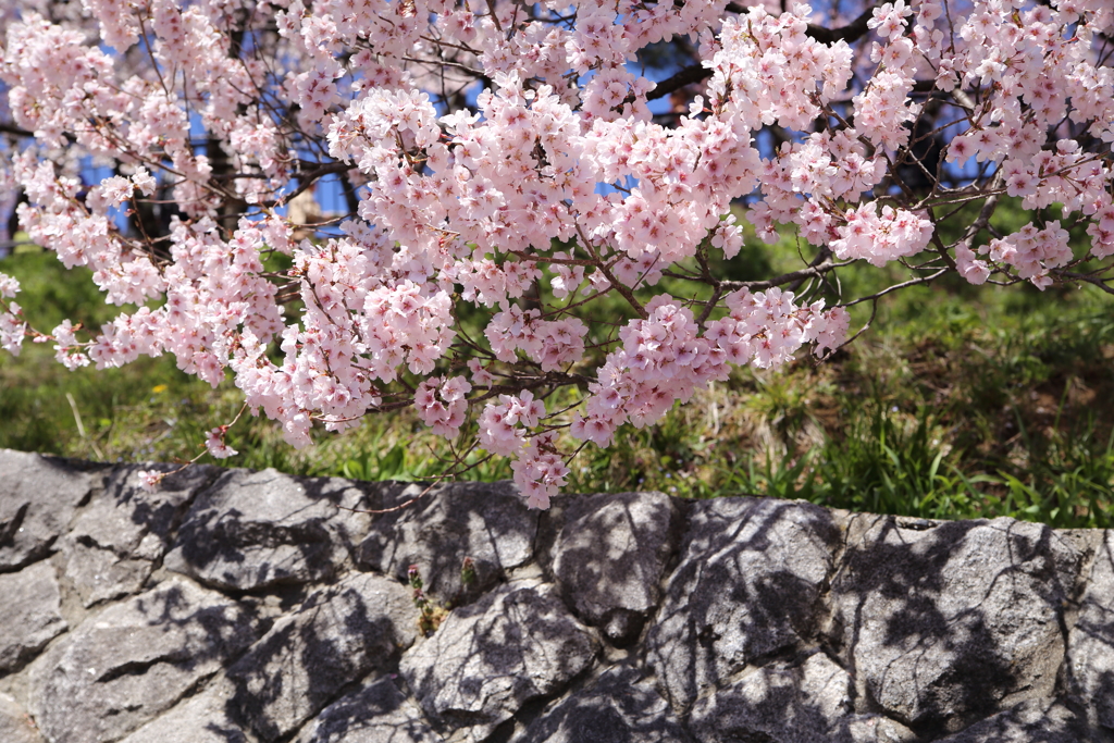桜影