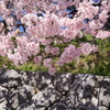 桜影