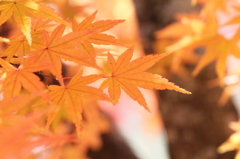 紅葉（黄葉）