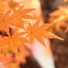 紅葉（黄葉）