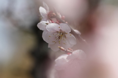 梅