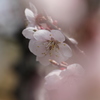 梅