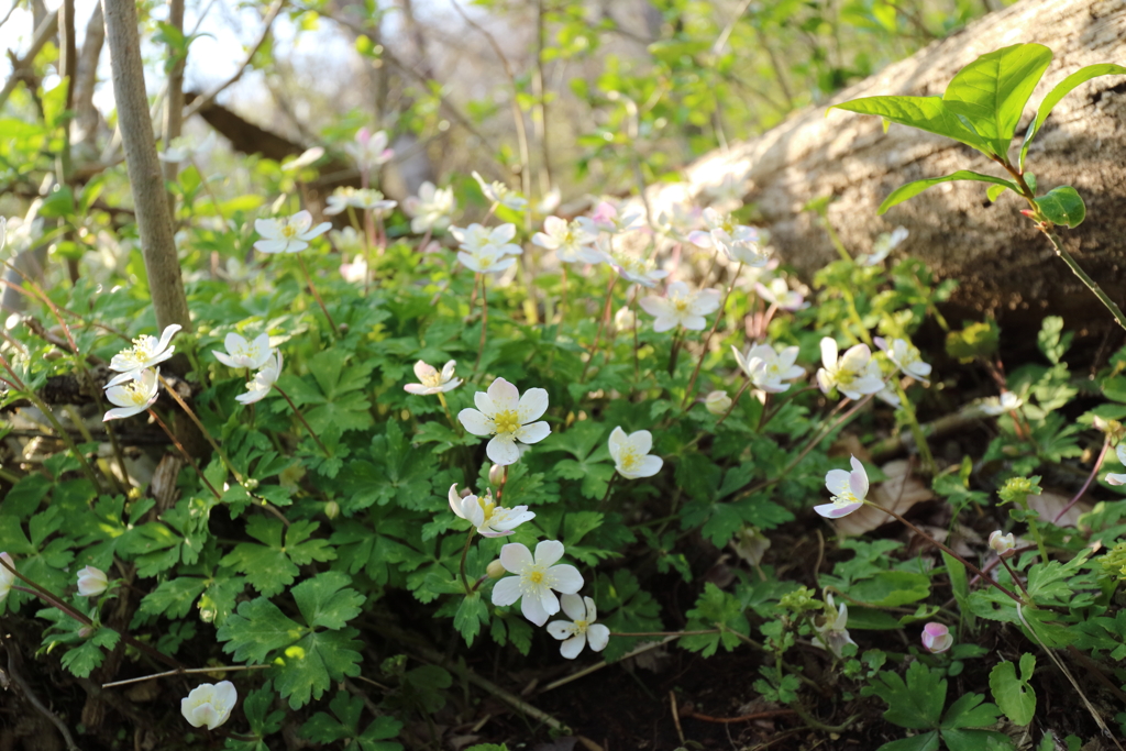 いちりん草がいっぱい