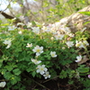 いちりん草がいっぱい