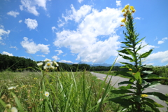 夏空とせいくらべ