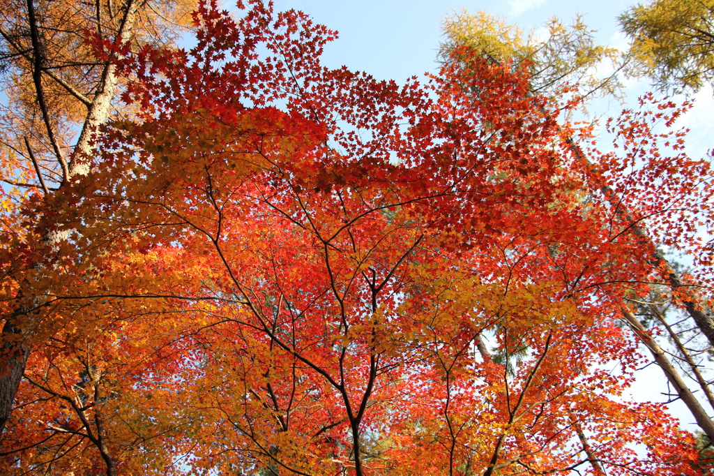 紅の絨毯
