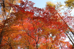 紅の絨毯