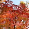 紅の絨毯