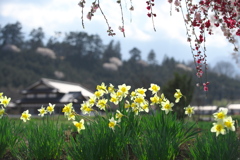 遠く山桜