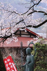 桜下