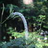 サラシナショウマ