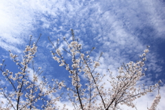 青い空　白い雲