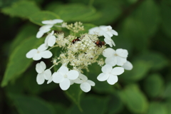 ノリウツギ　虫さんも一緒