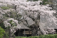 老木　咲く