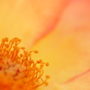 薔薇　＃2