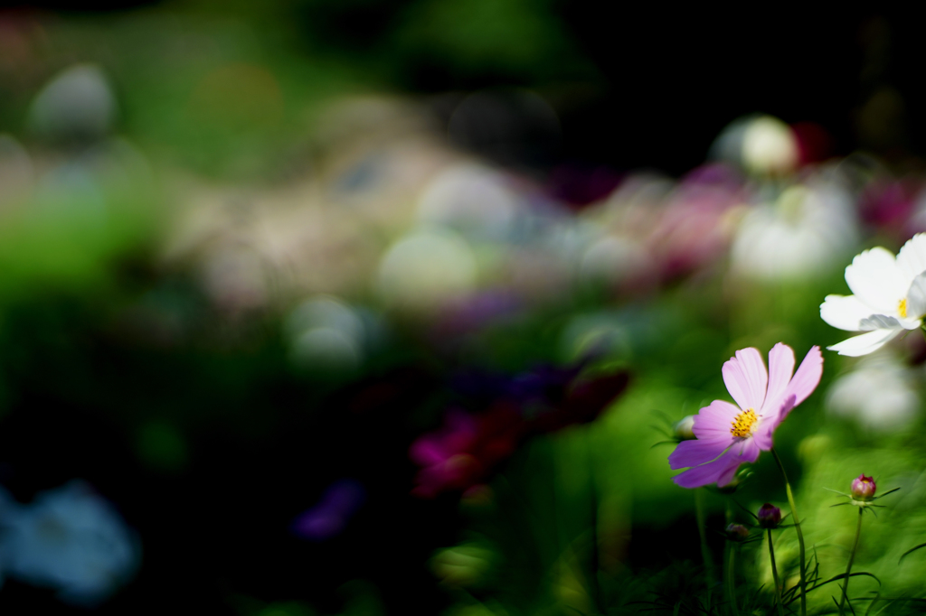 秋桜＃5