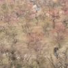 梅香に酔うて