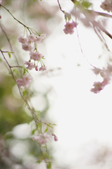 sakura no kaori#5