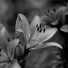 Lily..