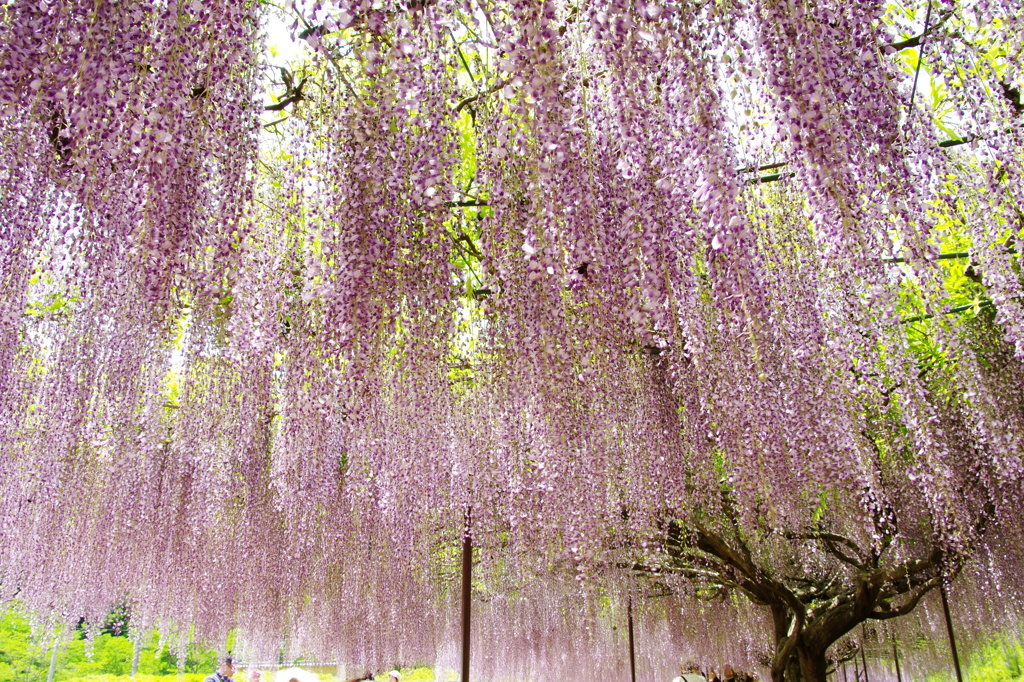 wisteria trellis