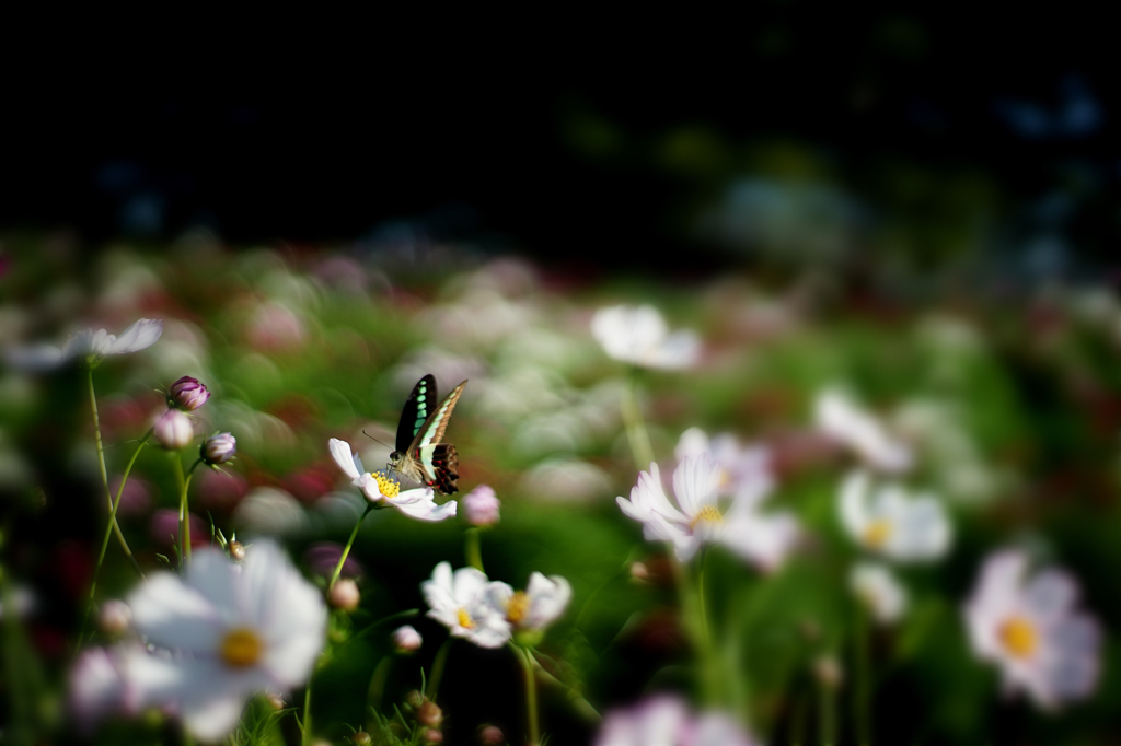 秋桜＃12