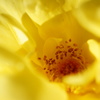 薔薇　＃3