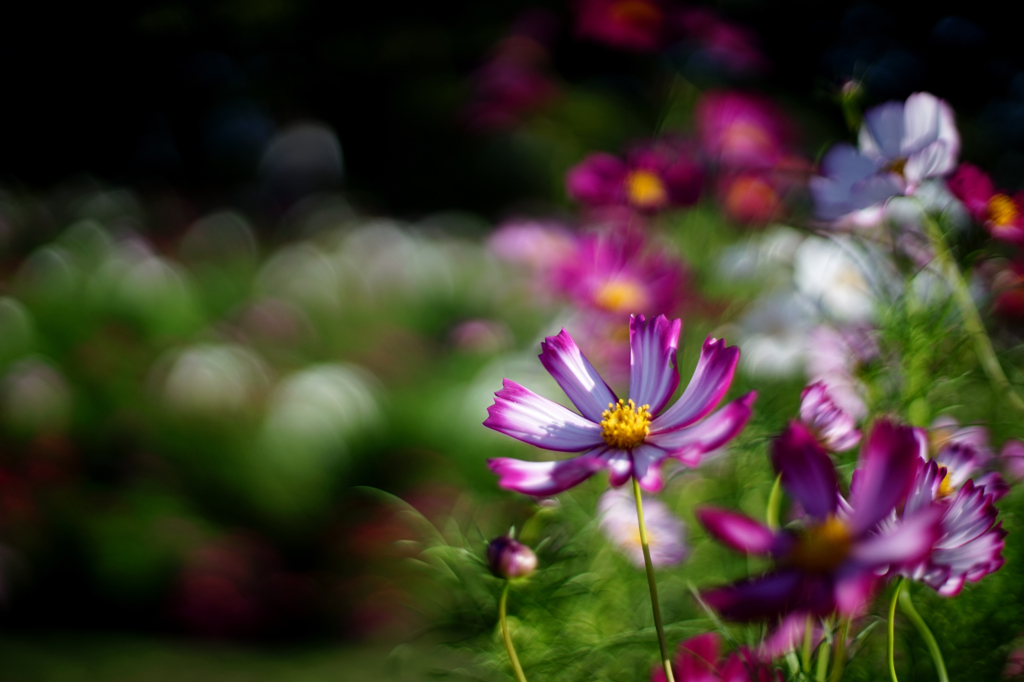秋桜＃13