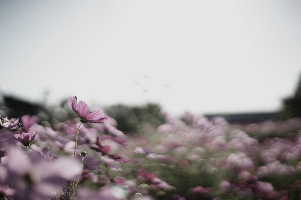 秋桜＃14