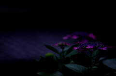 暗闇彩花
